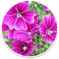 mallow-flower